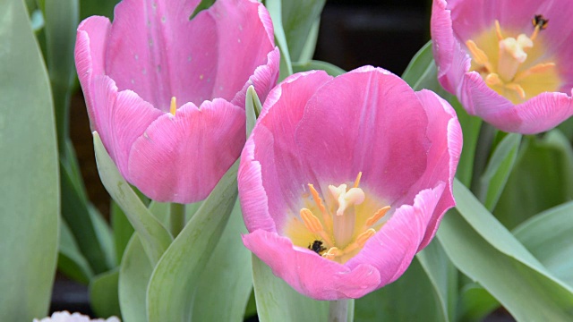 近距离的紫色郁金香花和蜜蜂飞在郁金香花园视频素材