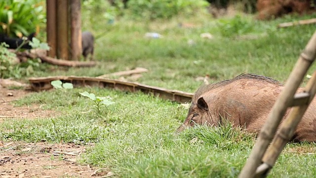 猪视频下载