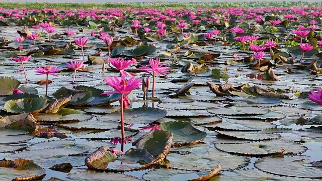 粉色莲花湖，乌东他尼省，泰国。视频素材