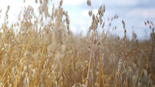 两个视频燕麦场在4k专业电子滑块视频素材