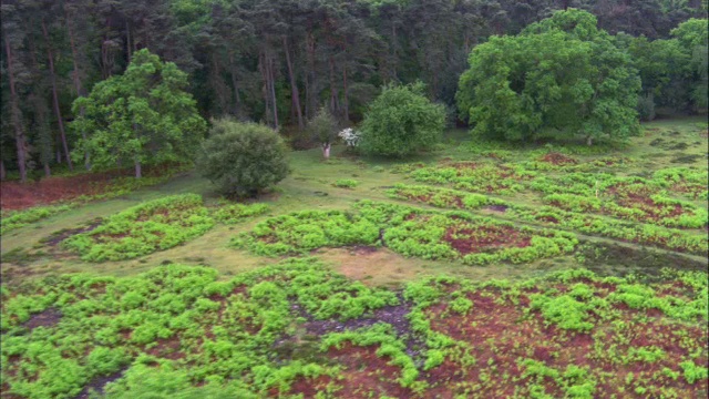 英国汉普郡新森林的石楠和树木上空视频素材