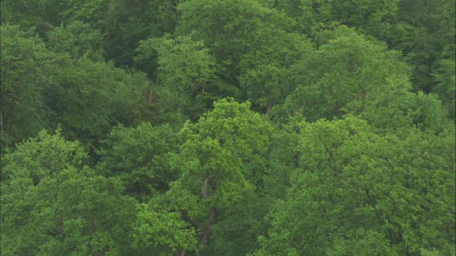 英国汉普郡的新森林上空视频素材