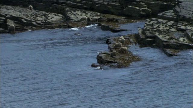 苏格兰奥克尼岛，北罗纳德赛羊在岩石海岸吃海藻视频素材