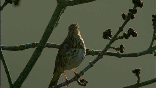 在英国迪安森林的黎明合唱中，画眉(Turdus philomelos)带着热气歌唱视频素材