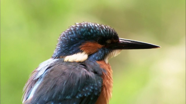 英国，普通翠鸟(Alcedo atthis)从原木鲈鱼上捕鱼视频素材