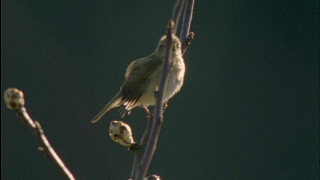 在英国迪安森林的清晨合唱中，细糠(Phylloscopus collybita)在歌唱视频素材