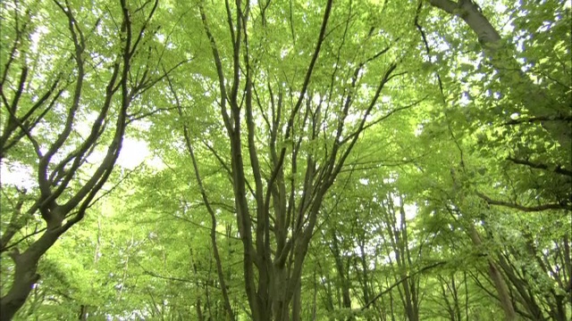 倾斜在山毛榉林地，英国视频素材