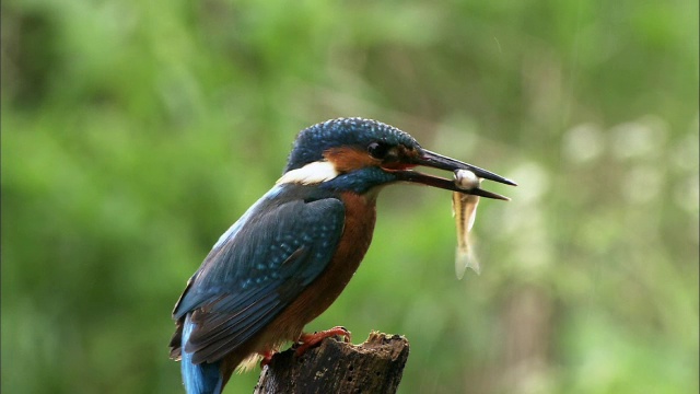 英国，普通翠鸟(Alcedo atthis)从原木鲈鱼上捕鱼视频素材