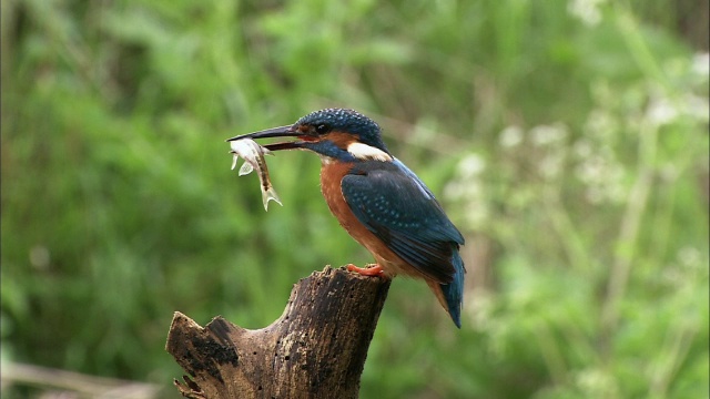 英国，普通翠鸟(Alcedo atthis)从原木鲈鱼上捕鱼视频素材