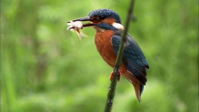 英国，普通翠鸟(Alcedo atthis)从钓竿鲈鱼上捕鱼视频素材