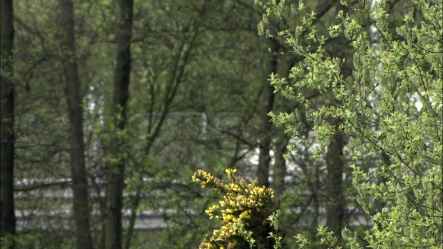 从树木繁茂的边缘看高速公路，英国视频素材