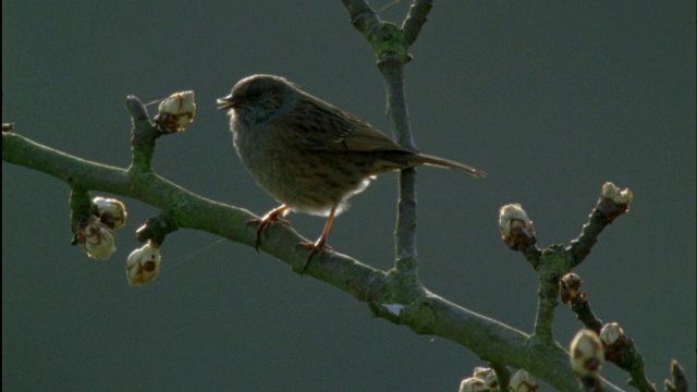 Dunnock (Prunella modularis)在黎明合唱中歌唱，森林的迪恩，英国视频素材