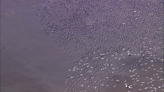 空中飞过一群结(Calidris canutus)飞过潮汐泥滩，诺福克，英国视频素材