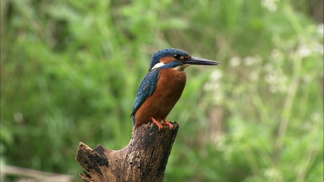 普通翠鸟(Alcedo atthis)降落在原木栖木上，英国视频素材