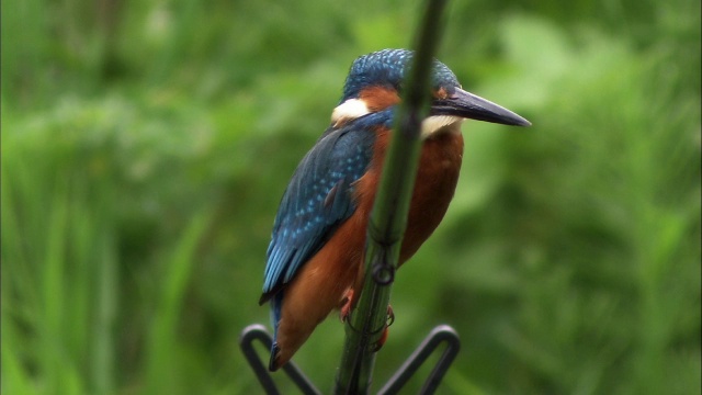 英国，普通翠鸟(Alcedo atthis)从钓竿鲈鱼上捕鱼视频素材