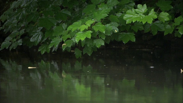 英国梧桐树叶子滴雨水到河里视频素材