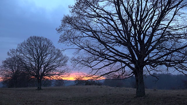 树后的夕阳，冬天。视频素材