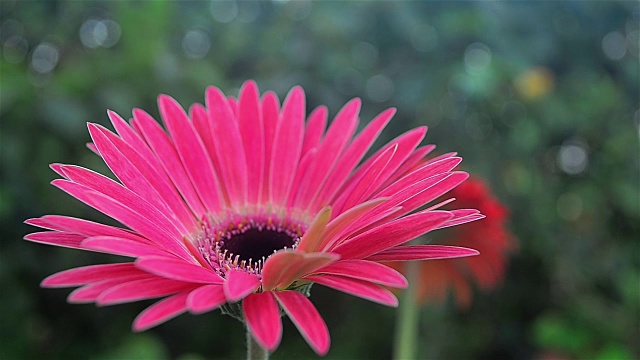 近距离拍摄和非洲菊花园花。视频素材