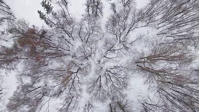 冬季森林鸟瞰图视频素材