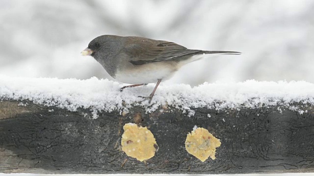 Junco在雪中进食视频素材