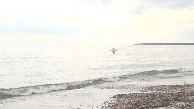 海鸥飞过海浪拍打海滩视频素材