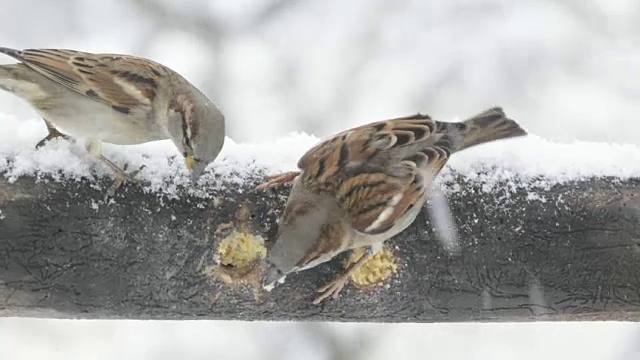 麻雀在雪中进食视频素材