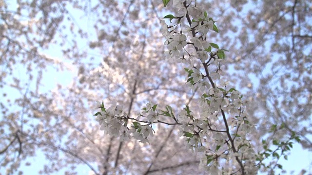 近距离看樱花视频素材