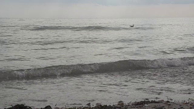 海鸥在海浪上漂浮视频素材