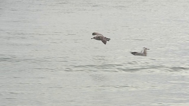 暗色海鸥飞向水面视频素材