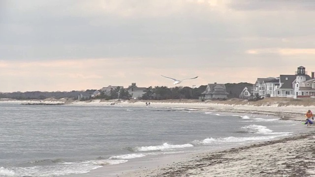 白色海鸥飞上海滩视频素材