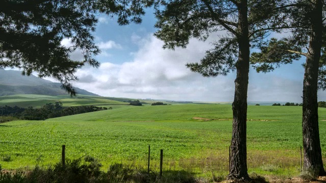 WS T/L拍摄的阳光和阴影跑在郁郁葱葱，绿色的麦田/ Caledon，西开普，南非视频素材