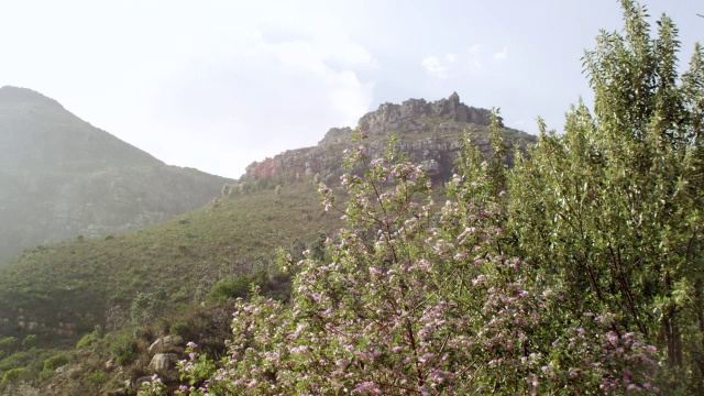 南非西开普省开普敦的Table Mountain / Cape Town中盛开的粉红色灌木视频下载