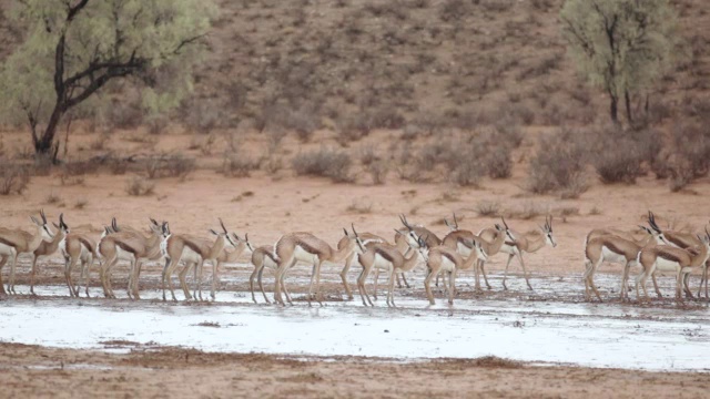 Springbok站在大雨中拍摄/ Kgalagadi越界公园，北开普，南非视频下载