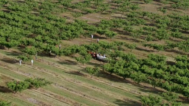 WS AERIAL POV工人在皮尔森桃子农场/ Fort Valley，美国乔治亚州工作视频素材