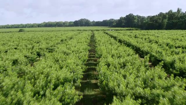 皮尔森桃子农场/堡谷，美国乔治亚州的WS空中视角视频素材