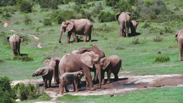 一群大象(Loxodonta africana)拍摄于水坑/阿多大象国家公园，南非东开普省视频素材