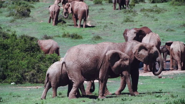 南非东开普省阿多大象国家公园拍摄的大象(Loxodonta Africana)视频素材