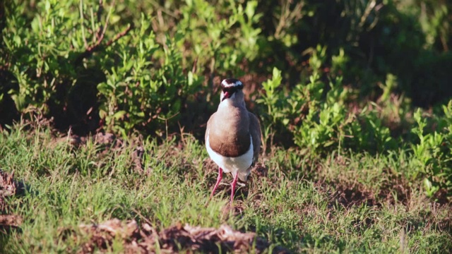 图为南非东开普省热带草原/阿多大象国家公园的冠鸻(Vanellus coronatus)视频素材