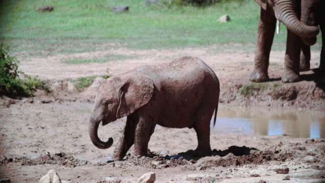 小象(Loxodonta africana)饮水/南非东开普省阿多大象国家公园视频素材