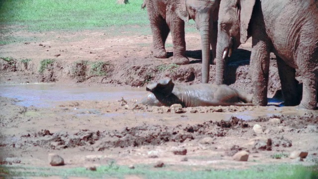 小象(Loxodonta africana)的泥浴/阿多大象国家公园，东开普省，南非视频素材