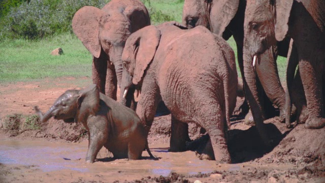 小象(Loxodonta africana)的泥浴/阿多大象国家公园，东开普省，南非视频素材