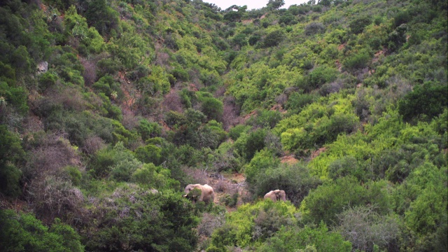 在森林/阿多大象国家公园拍摄的大象(Loxodonta africana)，南非东开普省视频素材