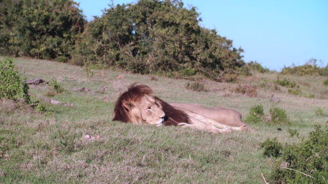 图为雄狮(Panthera leo)躺在大草原/阿多大象国家公园，南非东开普省视频素材