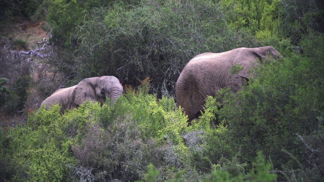 拍摄于南非东开普省森林/阿多大象国家公园的非洲大象(Loxodonta africana)视频素材