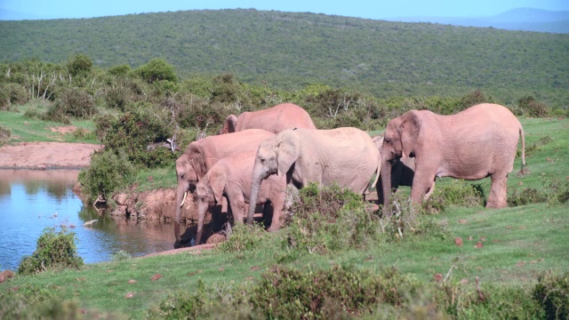 大象(Loxodonta africana)拍摄于河流/阿多大象国家公园，南非东开普省视频素材