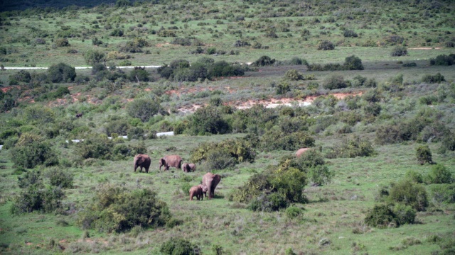 在南非东开普省的大草原/阿多大象国家公园的大象(Loxodonta africana)视频素材