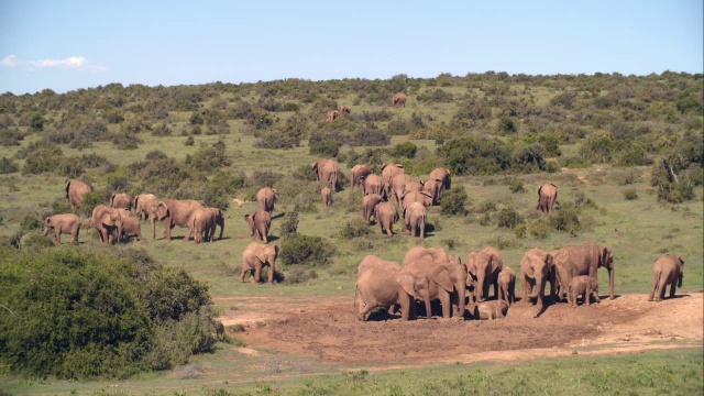 在南非东开普省的大草原/阿多大象国家公园的大象(Loxodonta africana)视频素材