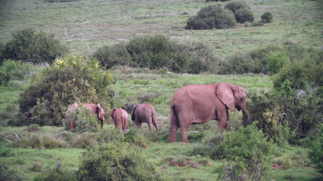 在南非东开普省的大草原/阿多大象国家公园的大象(Loxodonta africana)视频素材