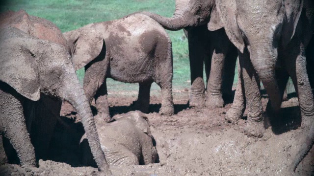 大象(Loxodonta africana)泥浴/阿多大象国家公园，东开普省，南非视频素材