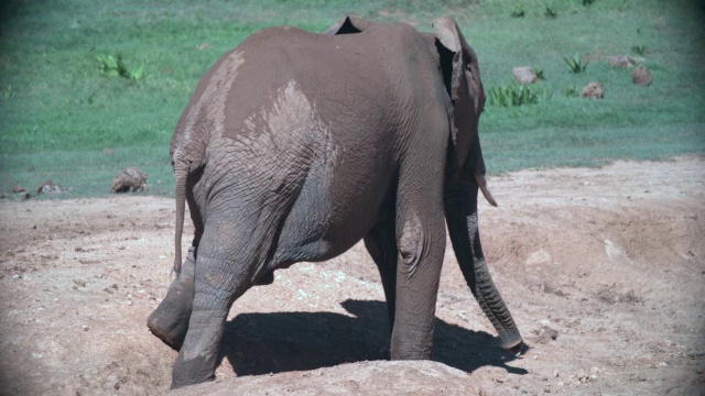 湿象(Loxodonta africana)走开/阿多大象国家公园，东开普省，南非视频素材